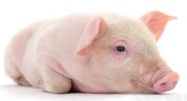 【养猪贴士】养猪场中3种现代化生猪管理方法