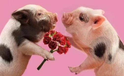 养猪亏损扩大至10元/头！农业农村部：将引导调减约100万头母猪！