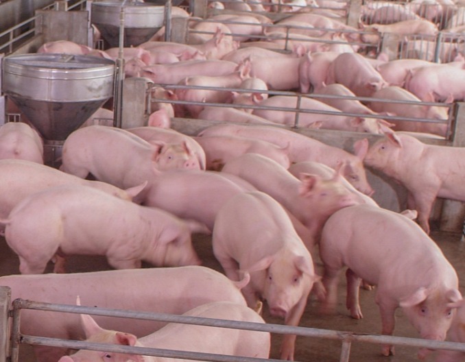 猪场里有几种很容易混淆的病，我来教你怎么样区分