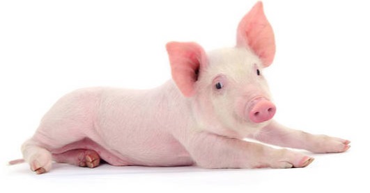 秋季猪群饲养管理及疫病防控要点