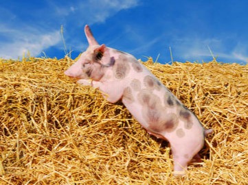 夏季养猪“三要三不要”关键提醒