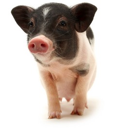 8月14日生猪报价：猪价一夜大反水！大涨、暴涨开始了？猪价彻底窜起来了！新一轮涨价潮来袭！