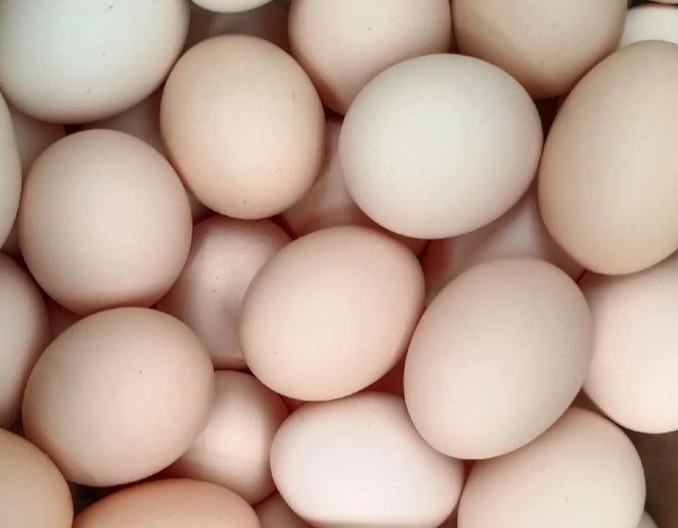 正确认识鸡舍通风管理你做到了吗？