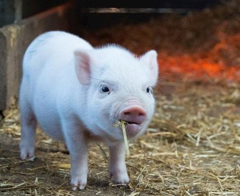 不同季节你的养猪方案是否一样呢？