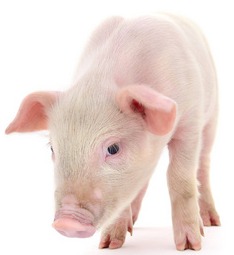 还在卷PSY？养猪胜负关键是“达重日龄”！