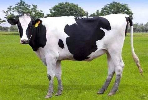 牛热应激综合征的危害、评价及防控