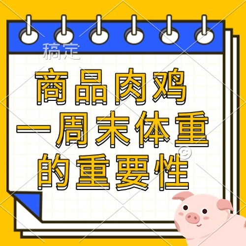 商品肉鸡 一周末体重的重要性
