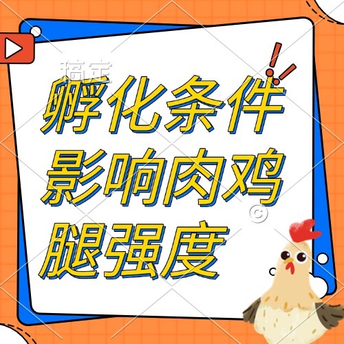 孵化条件影响肉鸡腿强度