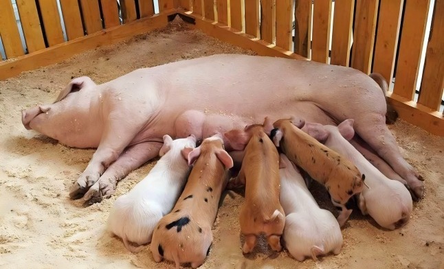 立秋后猪场“防疫攻坚战”，值得一看！