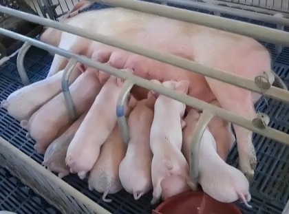 猪场如何给母猪催奶？不要钱的母猪催奶秘方