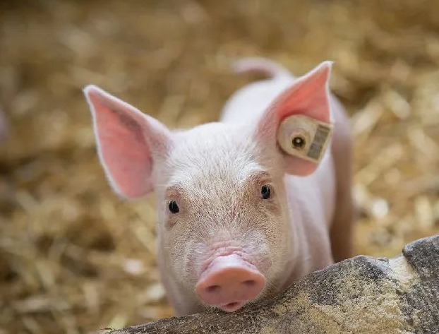 08月19日猪价：局部地区行情小幅回温，猪价或有“翘尾”可能