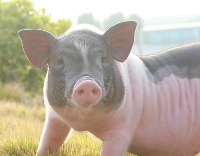 猪副猪嗜血杆菌发病特点与治疗