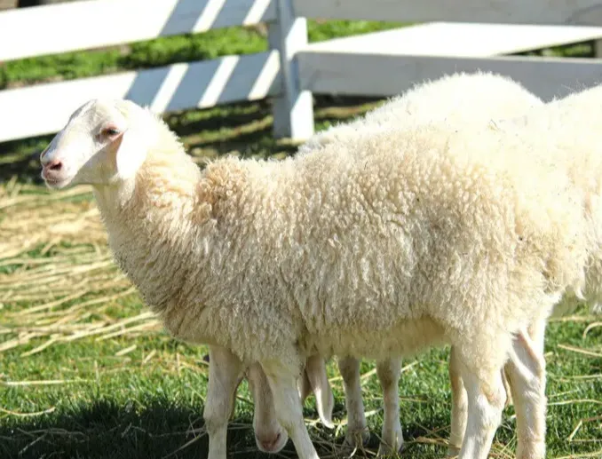 看着着急，羊不上膘是什么原因