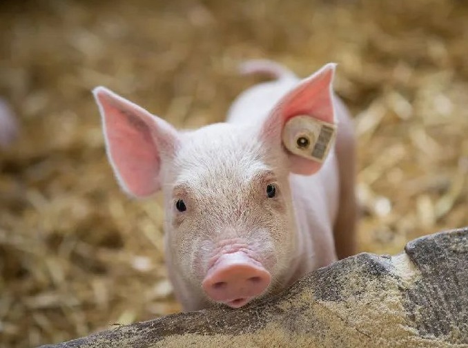 08月20日猪价：抗价惜售！多地行情小幅回温