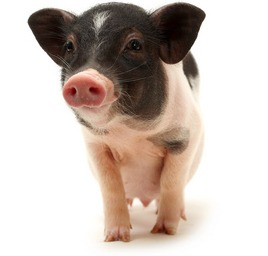 越南“非瘟”加剧，销毁生猪超10万头！死猪漂流堵塞河道！麻省理工启动非瘟疫苗开发