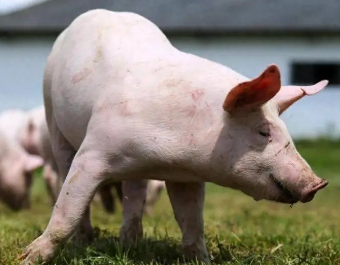 急急急！官方突然宣布：减产！事关所有养猪人！央行、农业农村部联合放大招，养猪业迎来逆天改命机遇？