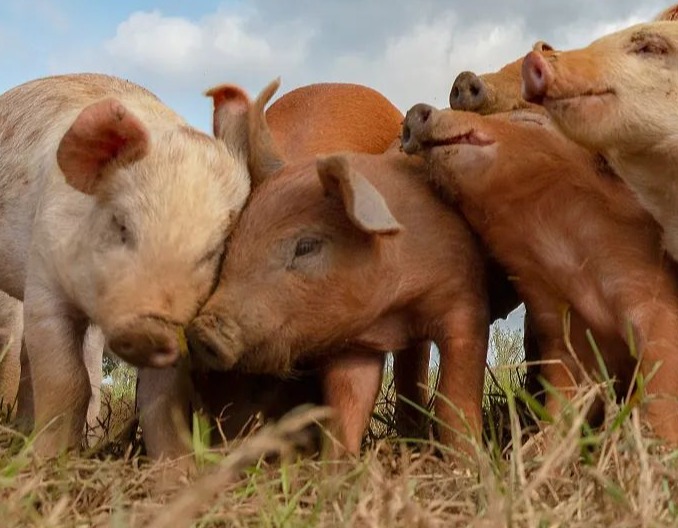 重磅！农业农村部发布两大新规，养猪业迎重大变革！