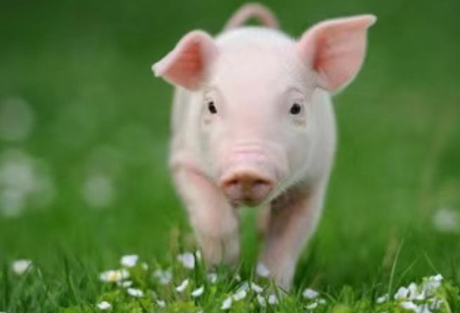 夏季天气高温高湿，猪场如何防控好仔猪腹泻？