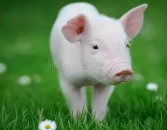 夏季母猪早产原因分析