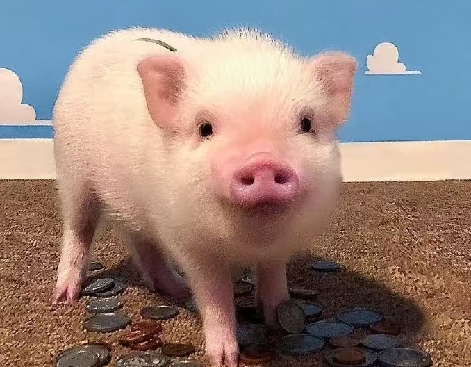 立秋半月，养猪人必知的养殖关键要点