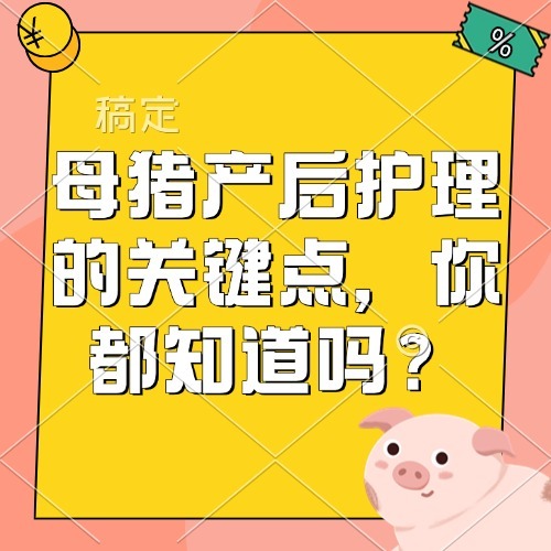 母猪产后护理的关键点，你都知道吗？