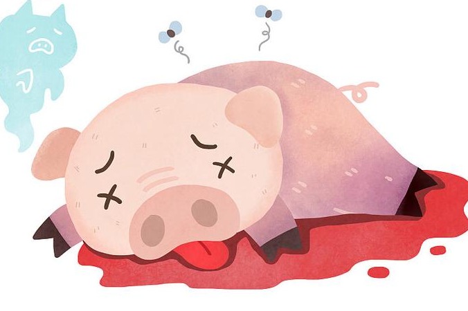 猪流行性感冒频发怎么办？