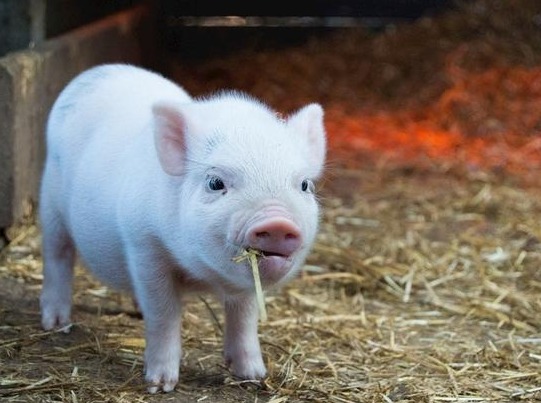 近期养猪行业动态速览！