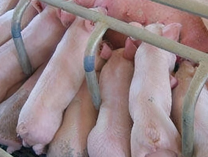 新生仔猪护理的关键要点