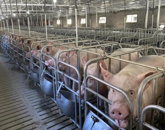 猪场产房的温度控制要点