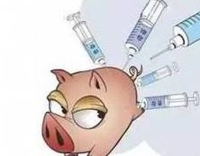 猪场产房仔猪免疫保健方案