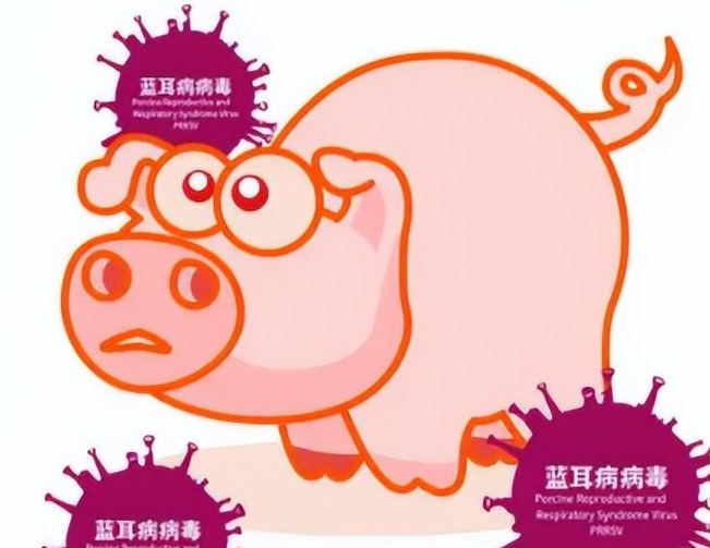 为什么部分猪场打疫苗后10-30天出现经典蓝耳病爆发？