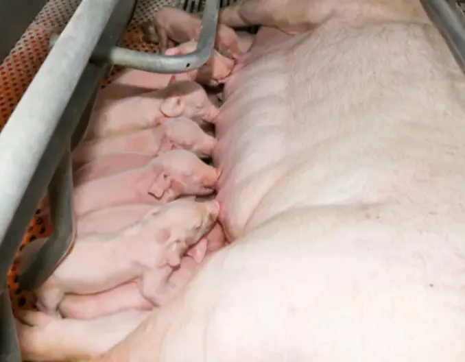 浅谈丹系母猪高效饲养管理体系