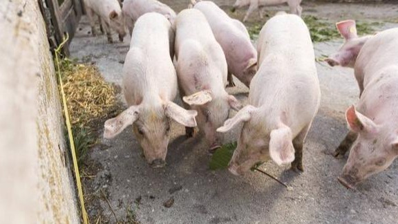 8月末猪价或将维持上下两难的局面？