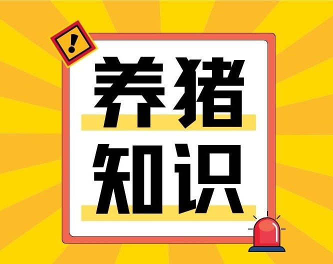 怀孕母猪期的喂料量方式与方法？一文读懂