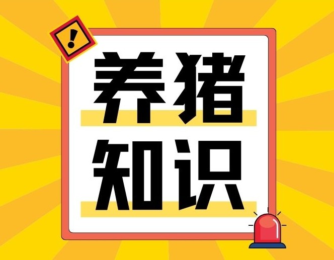 90%养猪户忽视的生物安全死角：非洲猪瘟如何趁虚而入？