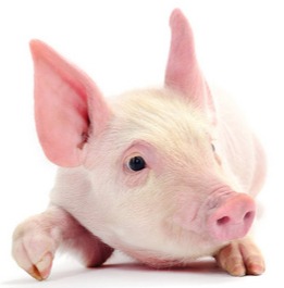 全国各地2025.8.26~明日最新猪价（猪价已更新！）