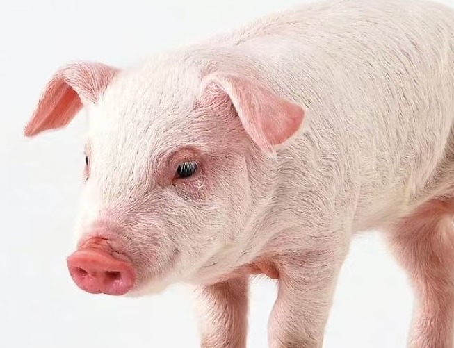 深度剖析猪周期：养殖户的机遇与挑战