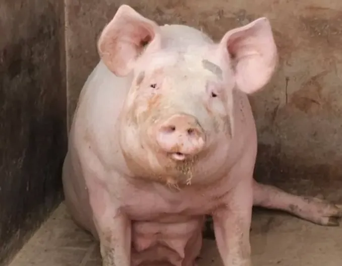 规模化猪场“问题母猪”管理操作规程（SOP）