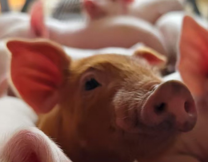 猪场常用的固定件