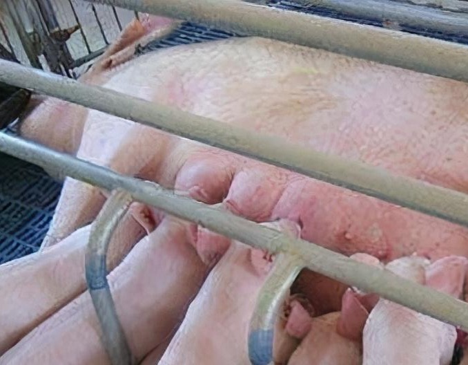 产房仔猪腹泻的处理办法