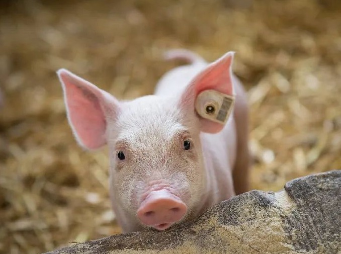 明日猪价 | 2025.8.28日~全国各地最新猪价（猪价已更新！）