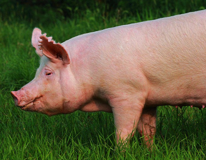 母猪产后遇“双重打击”：败血症合并附红细胞体病咋应对？