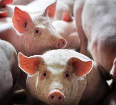 母猪场产房管理：别踩这五大“致命雷区”！