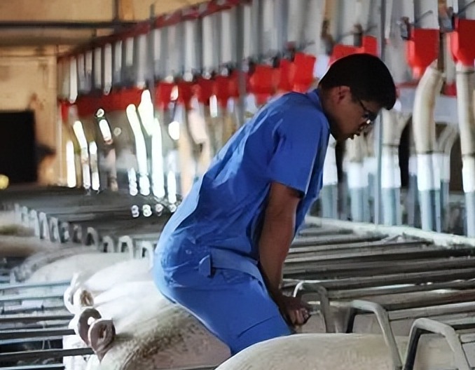 大部分母猪不发情，竟因为犯了这个小错误！