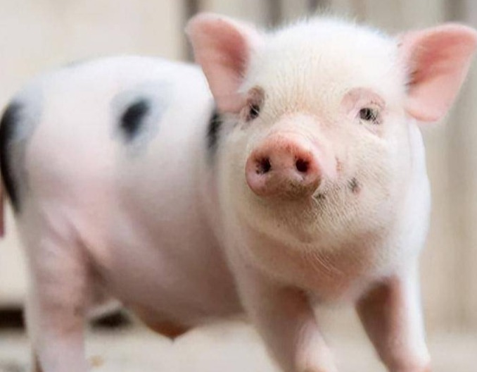 猪饮水给药的给药量核算方法