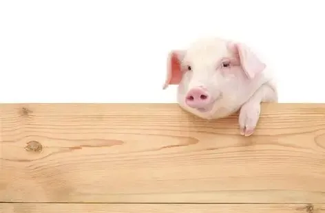 猪呼吸道常见疾病的用药组合