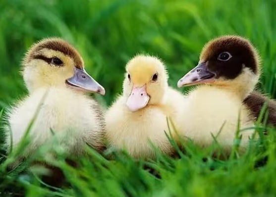 拆穿鸭子流泪的假悲伤