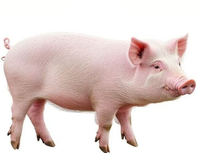 猪发烧是小事儿？处理不好会引发大问题！