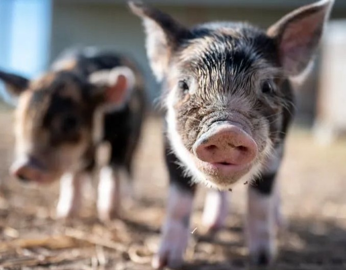 最新！温氏、新希望、东瑞股份等8月销售收入下滑，但猪企负债已显著改善？