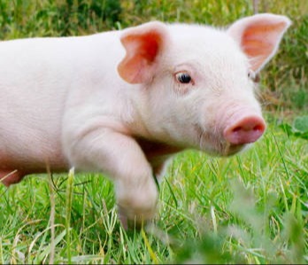 【母猪五个阶段的繁殖疾病】